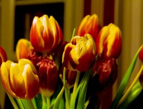 Tulipanløg som en investering: hvordan du kan tjene penge på at plante dem
