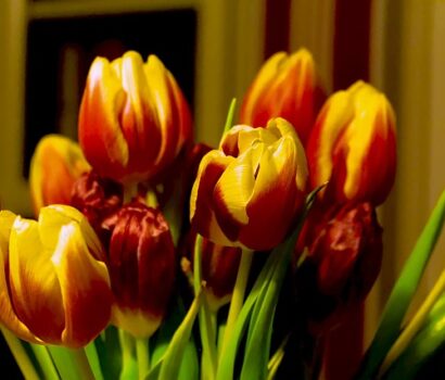 Tulipanløg som en investering: hvordan du kan tjene penge på at plante dem
