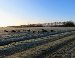 Draußenschlafen leicht gemacht: Tipps für die perfekte nacht unter freiem himmel