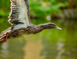Fra frustreret til færdig: Lær at løse krydsord som en ekspert