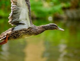 Fra frustreret til færdig: Lær at løse krydsord som en ekspert