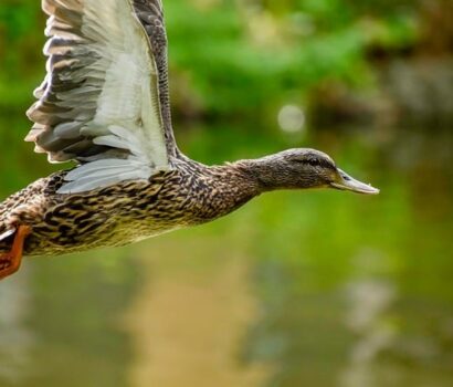 Fra frustreret til færdig: Lær at løse krydsord som en ekspert