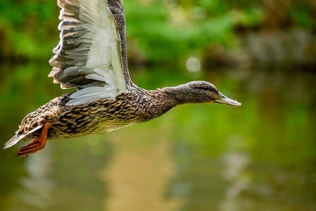 Fra frustreret til færdig: Lær at løse krydsord som en ekspert